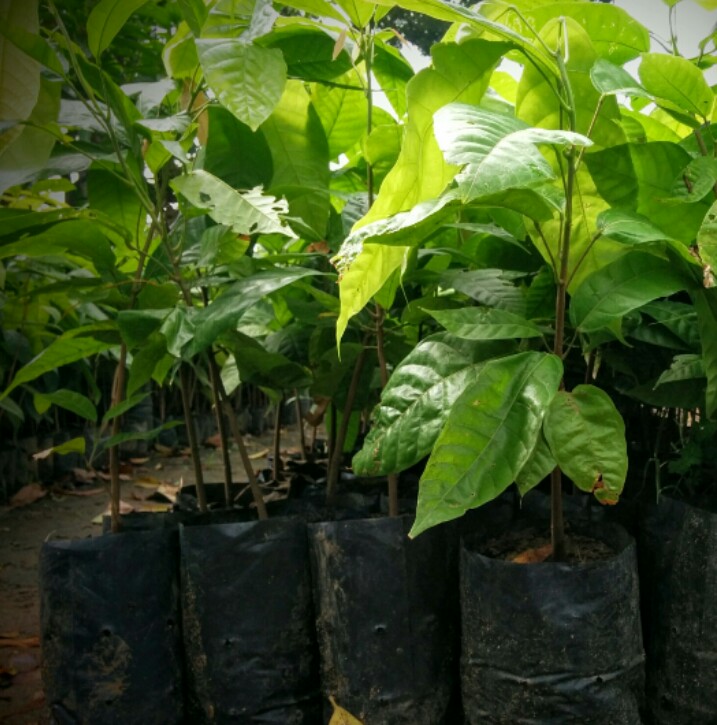 1532680421-RiauBertuah co-Bibit kakao